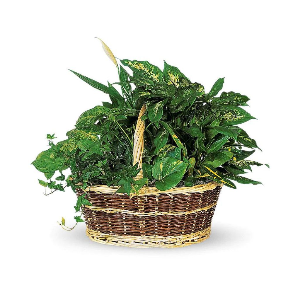 Large Basket Garden