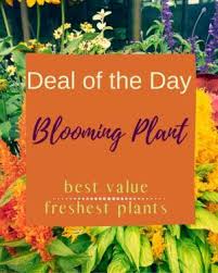 Blooming Plant Deal of the Day