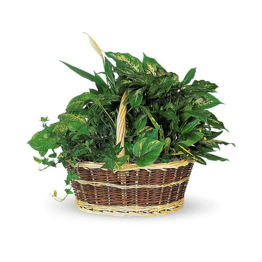 Large Basket Garden